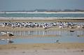 470. anna maria